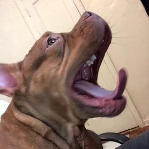 Meet your Posher, Alex